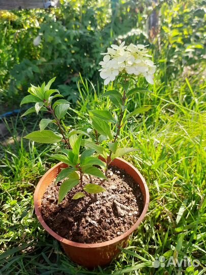 Гортензия Мохито (Mojito)