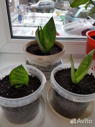 Щучий хвост(сансевиерия,тещин язык)