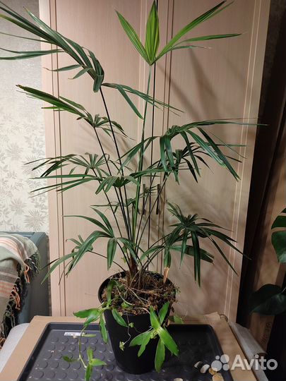 Продаю пальму 1м 20 см