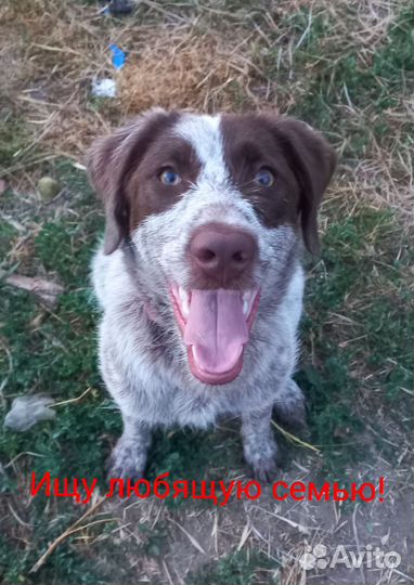 Щенок Дратхаар