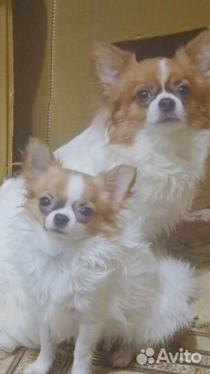 Девочка чихуахуа длинношерстная