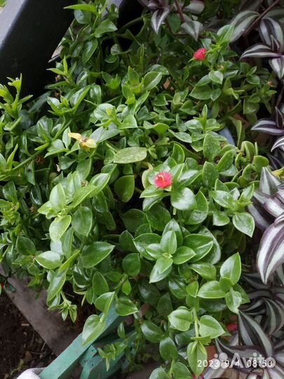 Аптения вариегатная