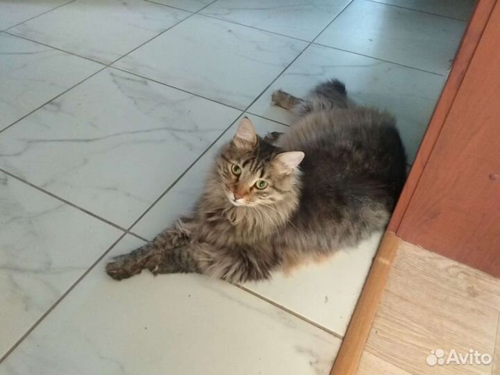 Передержка кошек. Приют для кошек