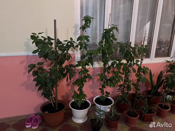 Китайская роза