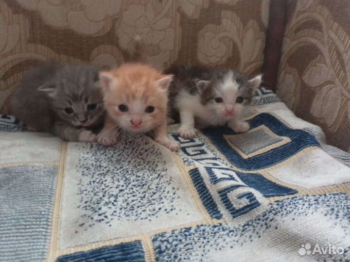 Кошки в добрые руки