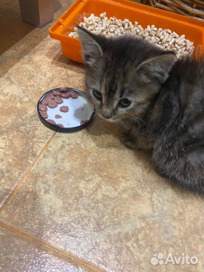 Котята в добрые руки девочки