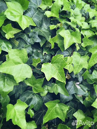 Черенки плюща