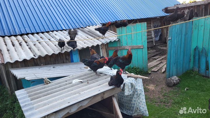 Молодые петухи породы Маран (из темных яиц)