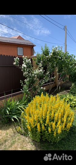 Вербейник прямостоячий