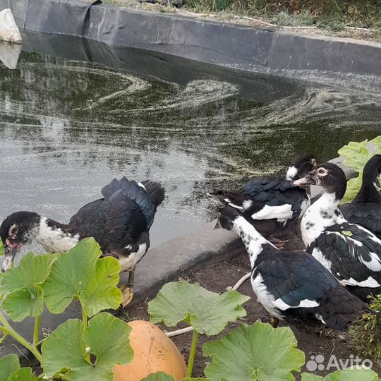 Индоутки
