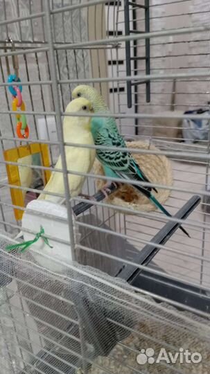 Передержка