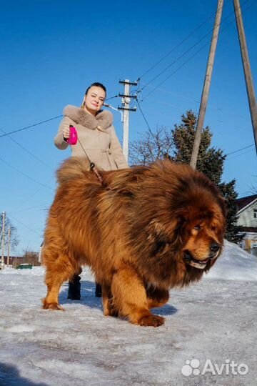 Тибетский мастиф щенки вязка