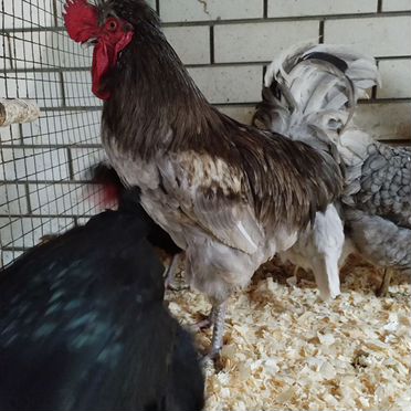 Инкубационное яйцо кур породы Русская хохлатая