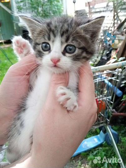 Котята за киндер