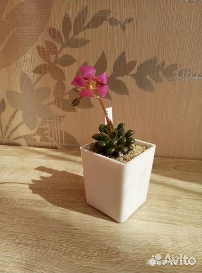 Семена Анакампсерос/Anacampseros vanthielii