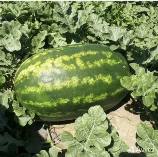 Арбуз каристан