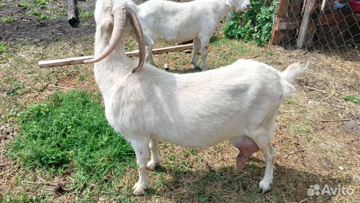 Коза дойная