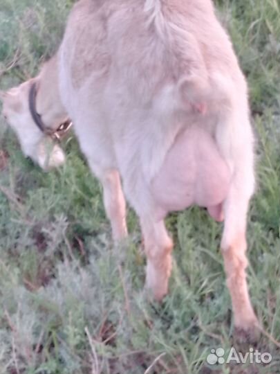 Козье молоко