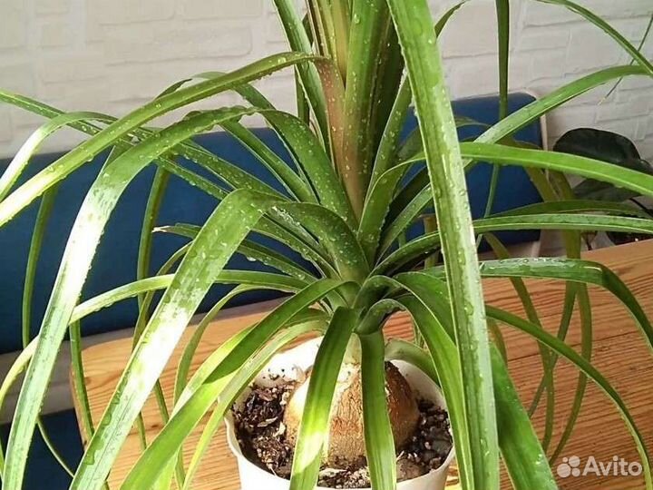 Пальма нолина