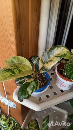 Фикус шривериана муншайн