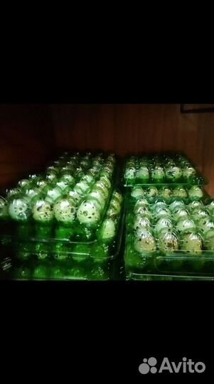 Яйца перепелиные