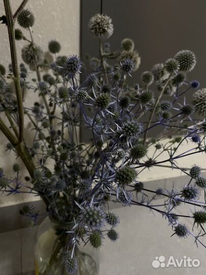 Чертополох, сухоцветы, синеголовник