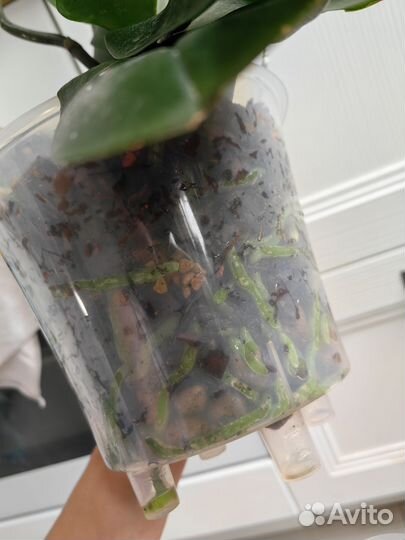 Орхидея фаленопсис Surf Song