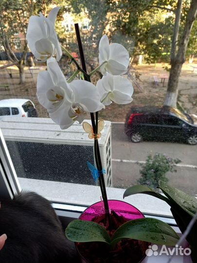 Орхидея