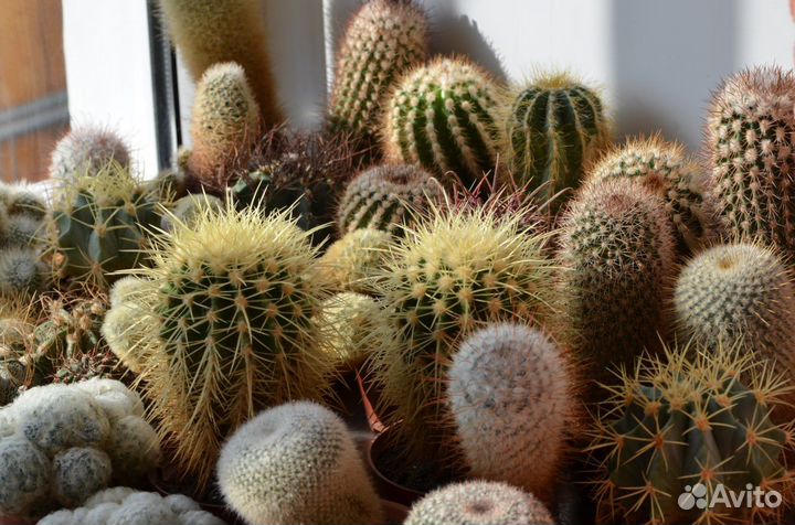 Коллекционные Кактусы