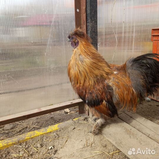 Китайский шелковый петух и семья индоуток