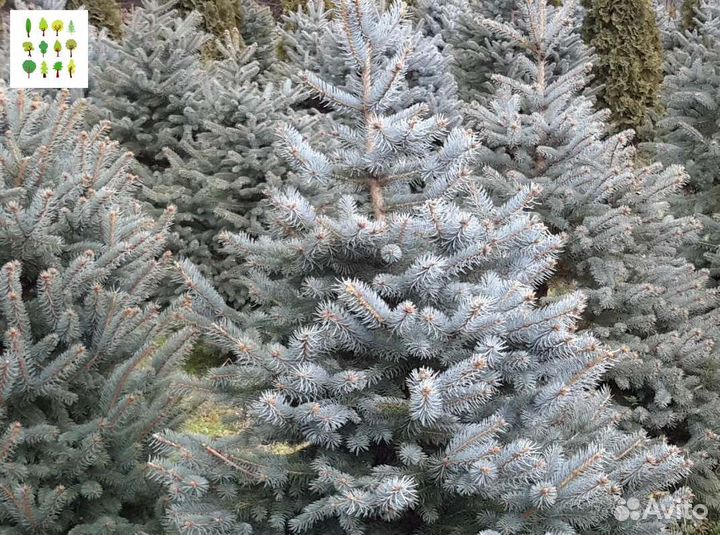 Крупномер голубой ели оптс гарантией