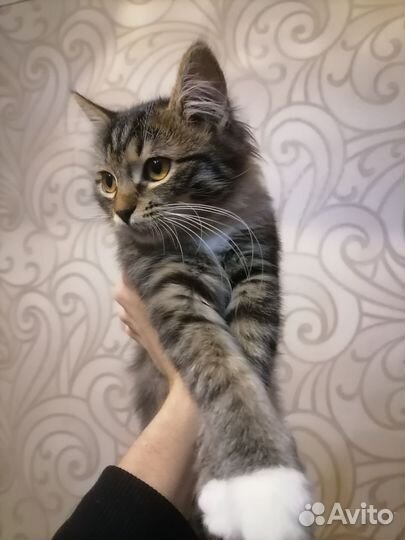 Котенок