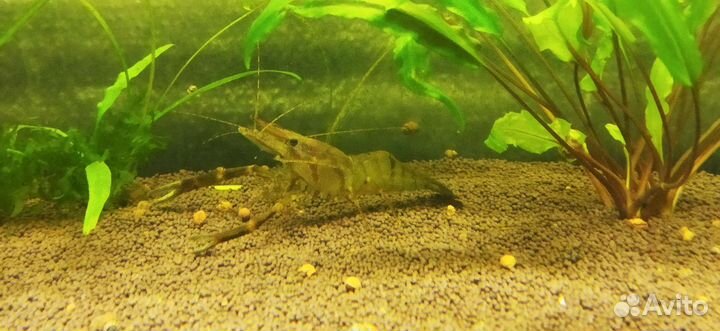 Кольцерукая креветка (макробрахиум)