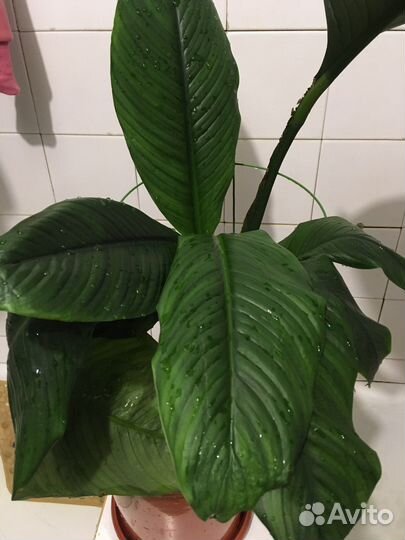 Спатифиллум сенсация