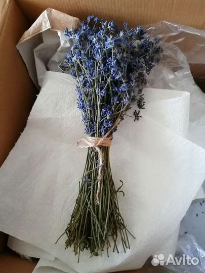 Лаванда, белая лаванда, полынь сухоцветы