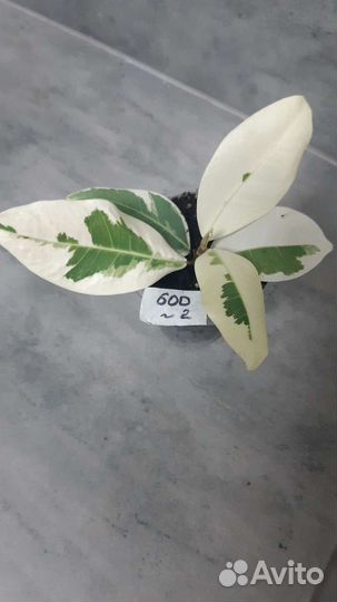 Фикус альбомаргината