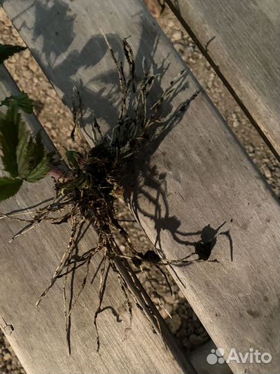 Малина кумберленд саженцы