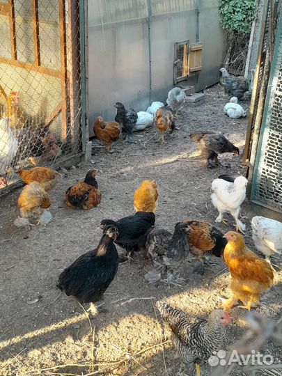 Петух и Курочки