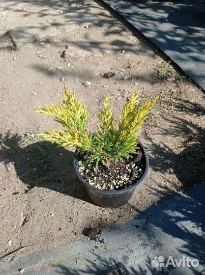 Можжевельник Лайм глоу