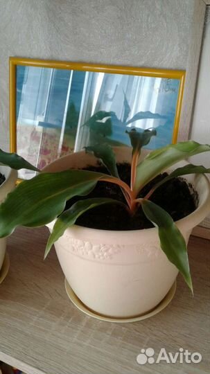 Хлорофитум оранж
