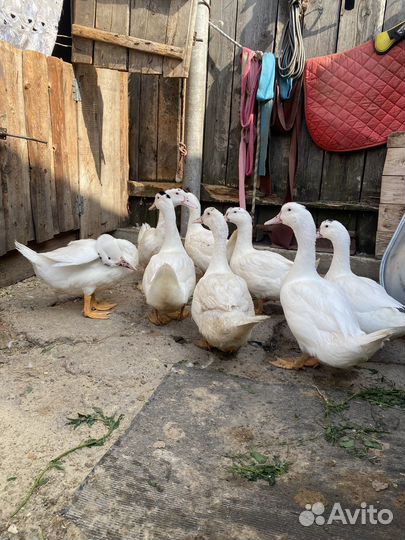 Утки муларды