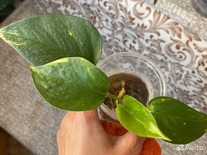 Сциндапсус золотистый Бронь