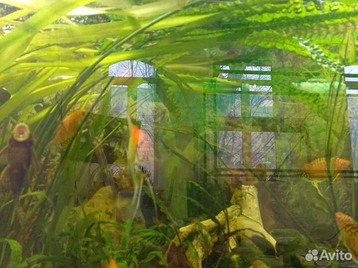 Аквариумное растение