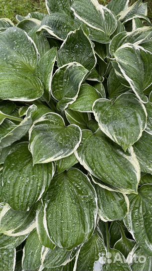 Хоста растение