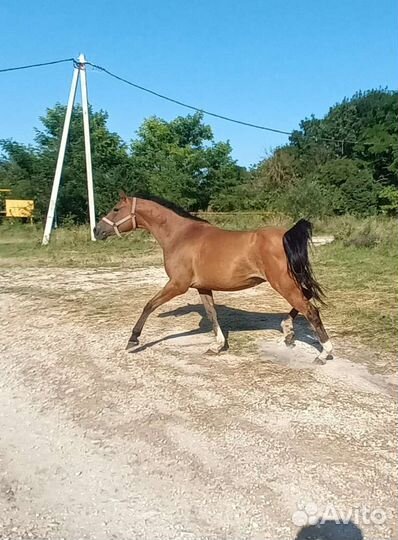 Арабская кобыла