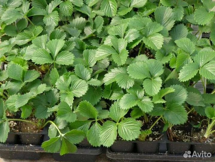 Саженцы сортовой клубники