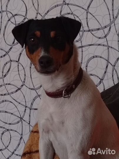 Джек Рассел Парсон терьер