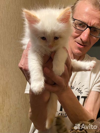 Котенок ищет дом