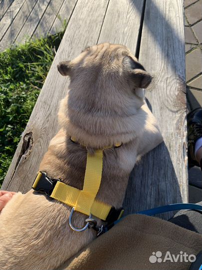 Шлейка для вашего пятачка анатомическая