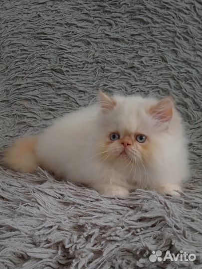 Персидские котята